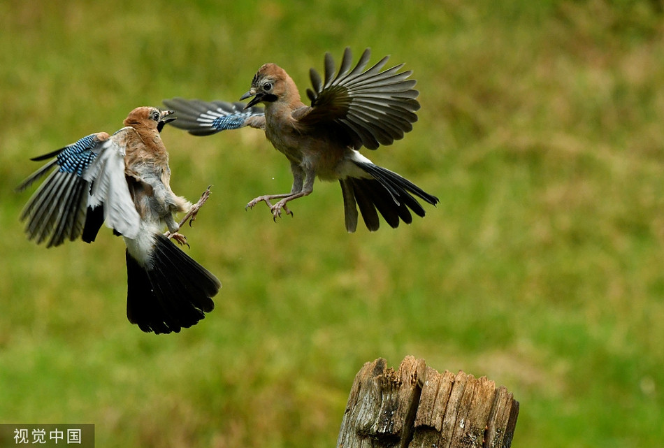 Kich tinh qua thong tranh cuop so sang gianh bua trua-Hinh-4