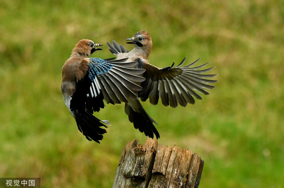 Kich tinh qua thong tranh cuop so sang gianh bua trua-Hinh-5