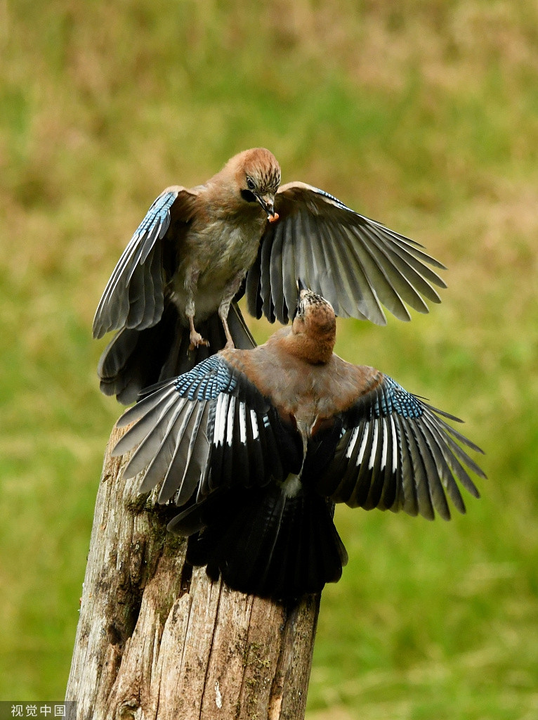 Kich tinh qua thong tranh cuop so sang gianh bua trua-Hinh-2