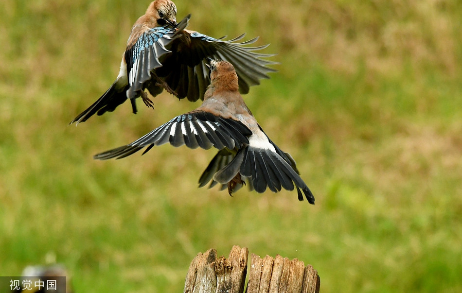Kịch tính quạ thông tranh cướp sỗ sàng giành bữa trưa Kich tinh qua thong tranh cuop so sang gianh bua trua