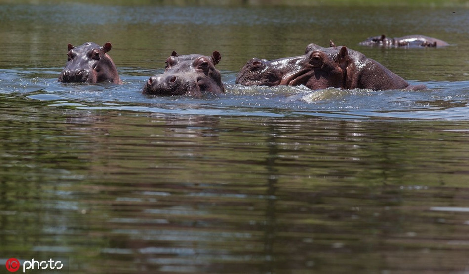 Ha ma lang thang khap noi, doa nguoi dan so khiep via-Hinh-5