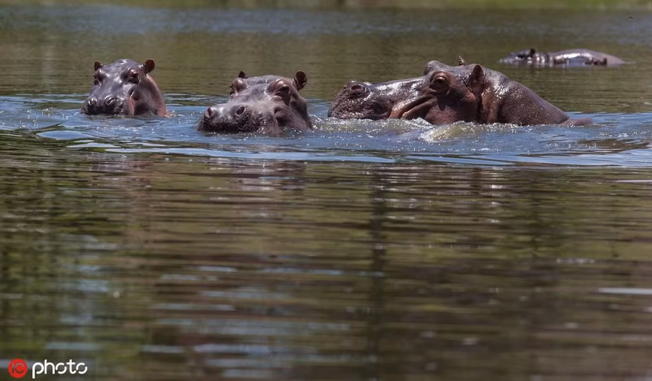 Ha ma lang thang khap noi, doa nguoi dan so khiep via-Hinh-5
