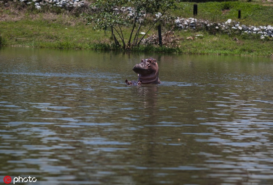 Ha ma lang thang khap noi, doa nguoi dan so khiep via-Hinh-4