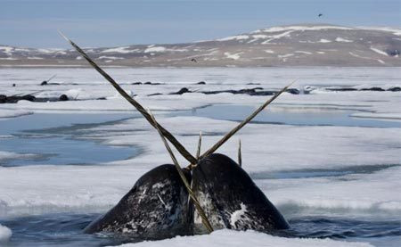 Mặc dù gọi là ngà nhưng đây thực sự là một chiếc răng nanh phát triển từ hàm trên. Chiếc ngà này thường dài từ 2 đến 3m, nặng hơn 10kg. Trong khi hầu hết kỳ lân biển đực đều có ngà thì chỉ một số cực nhỏ cá voi cái cũng có ngà.