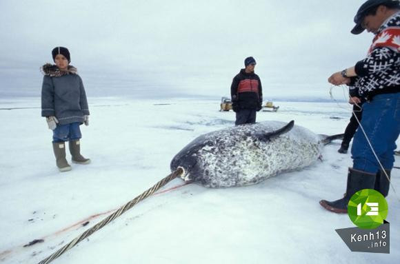 Những con kỳ lân biển thường sử dụng chiếc sừng này để hạ gục con mồi một cách cực nhanh sau đó nuốt chửng. 