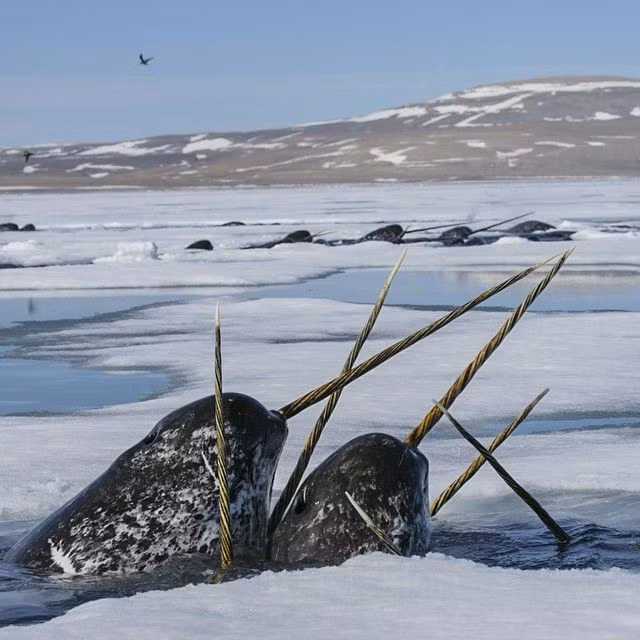 Không chỉ thế, sừng của kỳ lân biển cũng được dùng trong nhiều tác phẩm nghệ thuật. Vì vậy, giá của sừng kỳ lân biển cực đắt, đắt gấp 10 lần vàng. 