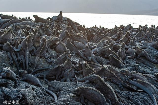 Cu da ru ho hang lap 