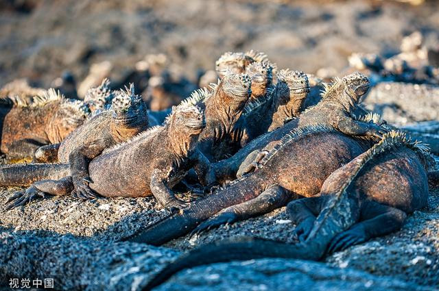 Cu da ru ho hang lap 