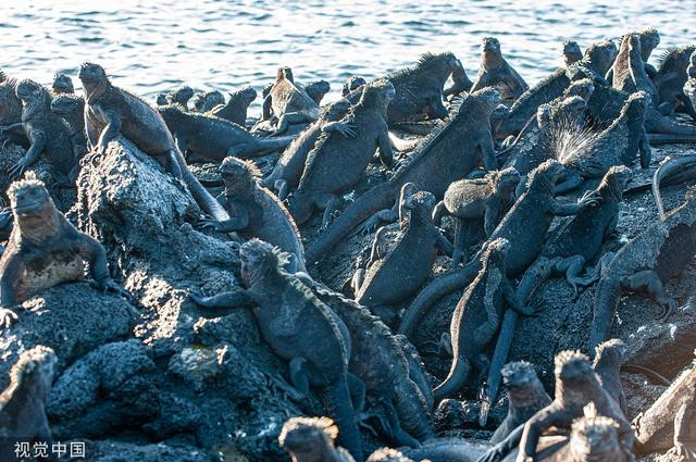 Cu da ru ho hang lap 