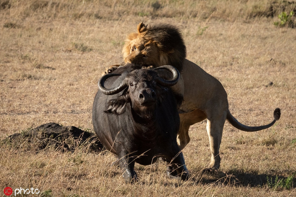 Anh em su tu noi con thinh no, quyet san giet trau rung