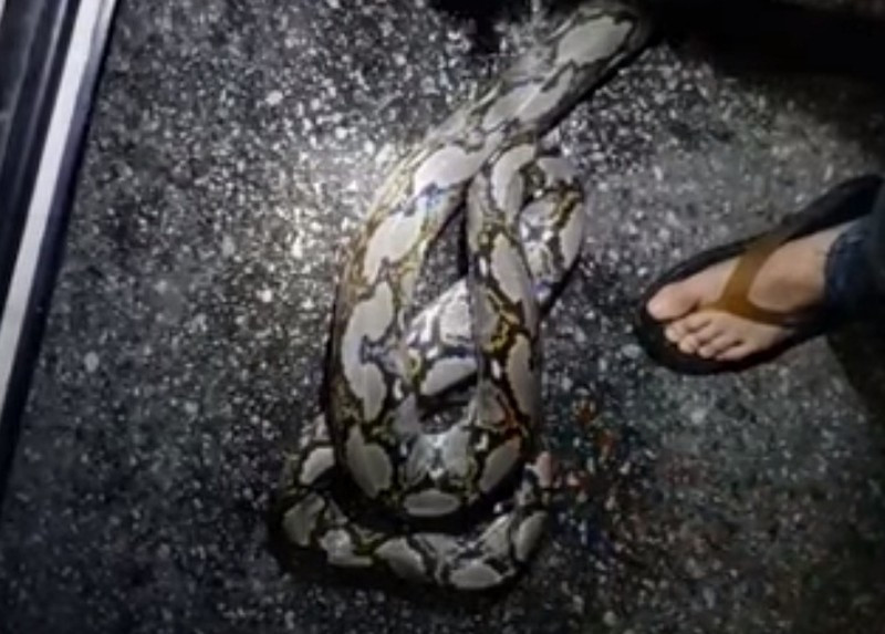 Cũng trong tháng 8, tại khu Geylang, Singapore, người dân đã phát hoảng khi một con rắn dài hơn 4m xâm nhập khu dân cư. Khi bị bắt, do quá sợ hãi, con trăn khổng lồ phản ứng cực mạnh, thậm chí còn có hành vi cắn loạn, tự cắn vào cơ thể mình, khiến cơ thể bị thương, chảy máu rất nhiều, toàn thân suy yếu.