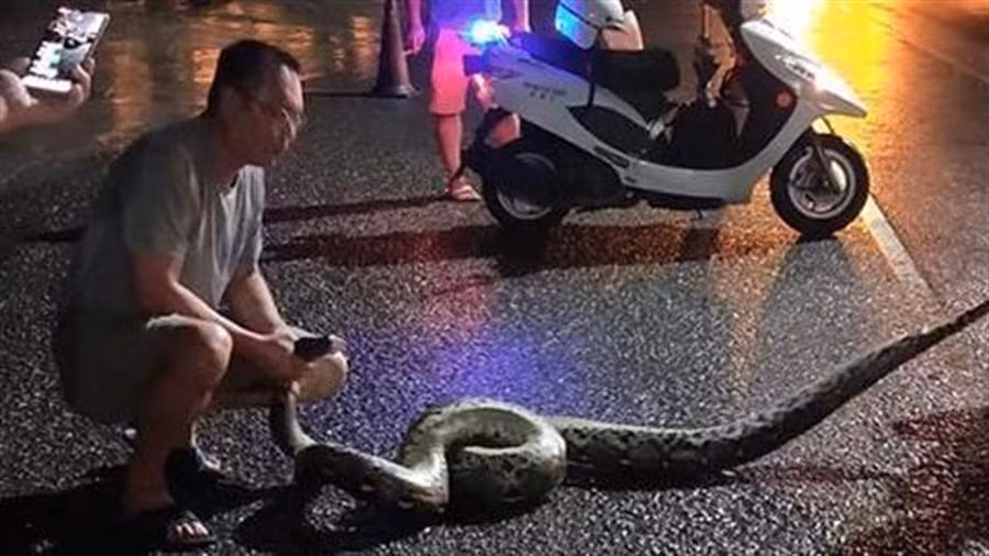 Mới đây, tại khu vực Đại Liêu, Cao Hùng, Đài Loan, rất nhiều người đi đường phát hoảng khi chứng kiến cảnh tượng một con trăn khổng lồ, dài hơn 3m bò đi bò lại qua đường. Có người vì nhìn thấy nó đã giật mình hoảng hốt mà mất lái, ngã bị thương.