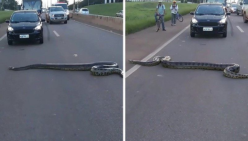 Về phía con trăn khổng lồ, dường như biết được con người đang phải nhường đường cho nó, con trăn bò đi rất từ tốn, thong thả, không có vẻ gì là vội vã hay hoảng sợ.