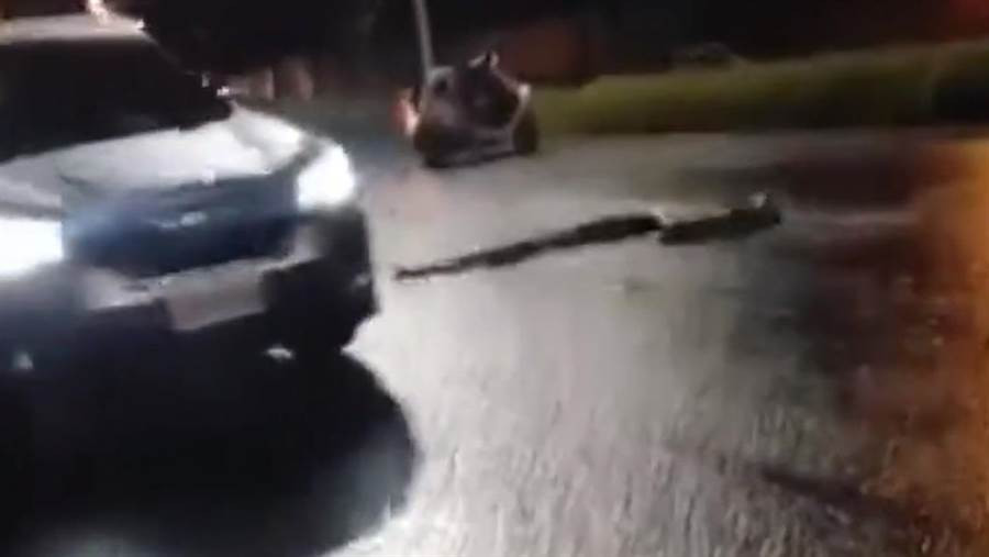 Thấy vậy, một người đàn ông họ Trần đã quyết định dừng xe, tắt máy, xuống đường để khống chế con trăn. Lúc đó, không có bất cứ dụng cụ gì, anh Trần dùng tay không để khống chế con trăn. Mặc dù rất vất vả vì con trăn phản ứng cực hung dữ, thế nhưng cuối cùng, nhờ kinh nghiệm của mình, anh đã bắt được con trăn, giao cho các nhân viên cứu hỏa địa phương. Đồn cứu hỏa Đại Liêu sau đó cho biết, sau khi nhận được con trăn khổng lồ, họ đã mang nó đến xa khu dân cư để phóng sinh.