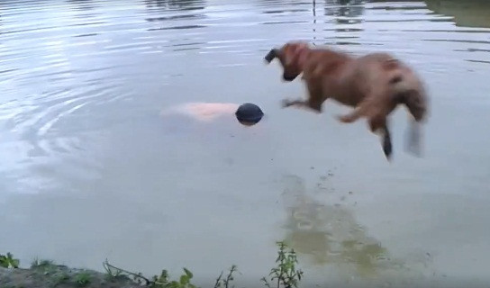 Nhay xuong ho thu long cho cung, chu nhan roi nuoc mat chung kien...-Hinh-2