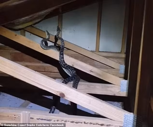 Choang tran khong lo oan minh danh nhau tren mai nha vi... 