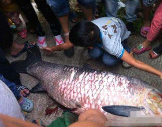 Chuyện bắt được cá "thành tinh" và những câu chuyện thú vị kèm theo nó không phải hiếm. Vào năm 2017, do ảnh hưởng của bão, hồ chứa Trường Đàm thuộc quận Hoàng Nham, thành phố Thai Châu, tỉnh Chiết Giang, Trung Quốc đã mở cửa xả, người dân bắt được cá khổng lồ, nhưng thật trùng hợp, ngày hôm sau sườn núi sạt lở đúng hình con cá bị bắt.