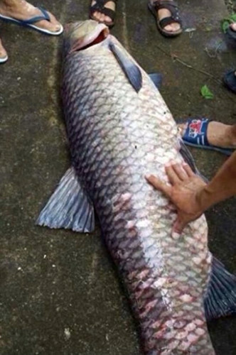 Con cá có chiều dài gần bằng chiều cao của một người trưởng thành, được gọi là "cá vua" hay "cá thành tinh". Đáng ngạc nhiên là, đúng đêm hôm đó, tại khu vực hồ chứa xảy ra một trận sạt lở.