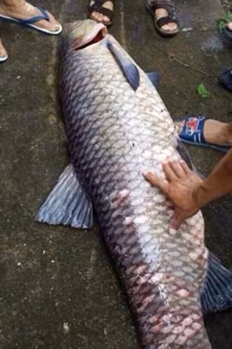 Con cá có chiều dài gần bằng chiều cao của một người trưởng thành, được gọi là "cá vua" hay "cá thành tinh". Đáng ngạc nhiên là, đúng đêm hôm đó, tại khu vực hồ chứa xảy ra một trận sạt lở.