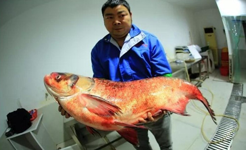 Ở Đan Giang Khẩu, thị Thập Yển, tỉnh Hồ Bắc, Trung Quốc, một người đàn ông câu được một con cá mè khổng lồ sinh sống trong môi trường hoang dã. Con cá có kích thước khủng, dài hơn 1m, nặng 65kg.