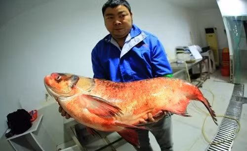 Ở Đan Giang Khẩu, thị Thập Yển, tỉnh Hồ Bắc, Trung Quốc, một người đàn ông câu được một con cá mè khổng lồ sinh sống trong môi trường hoang dã. Con cá có kích thước khủng, dài hơn 1m, nặng 65kg.