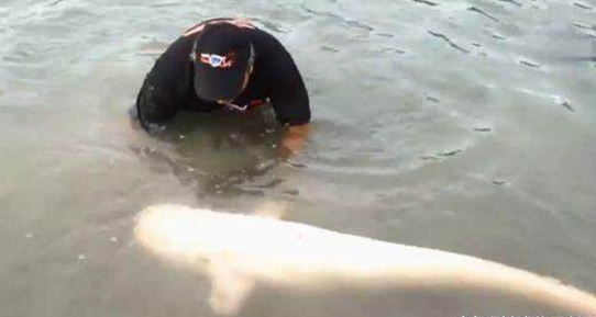 Năm 2018, một người đàn ông ở Anh trong một lần đi câu cá cùng bạn bè ở nơi hoang dã đã bất ngờ câu được một con cá da trơn siêu lớn. Ngay sau khi kéo được con cá thành tinh vào vùng nước nông, người đàn ông này đã vội vã lội xuống nước và khống chế con cá bằng tay.