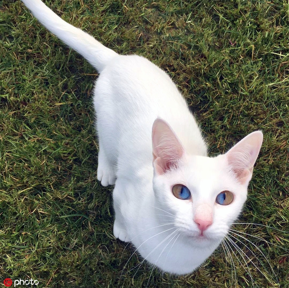 Di biet chu meo co doi mat hut 