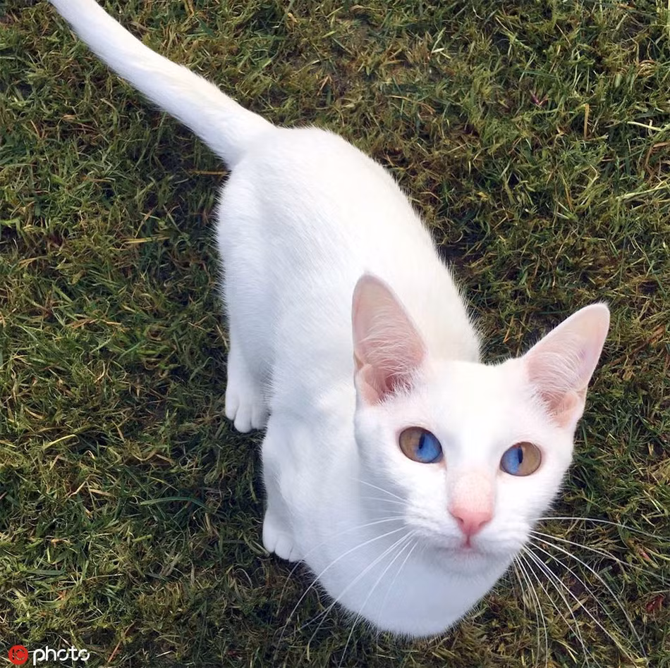 Di biet chu meo co doi mat hut 