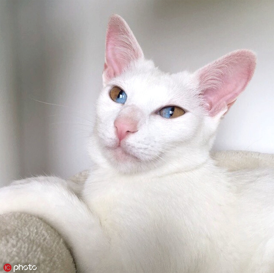 Di biet chu meo co doi mat hut 