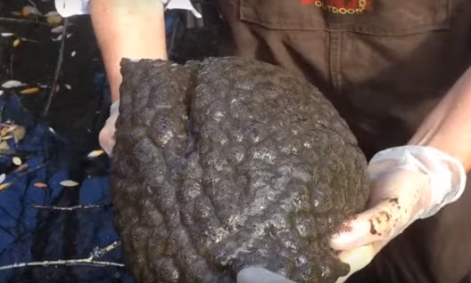 Sinh vat nhu nao nguoi xuat hien trong ho, khoa hoc tiet lo...-Hinh-2