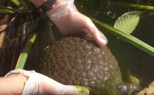 Sinh vat nhu nao nguoi xuat hien trong ho, khoa hoc tiet lo...-Hinh-3