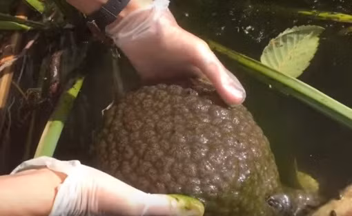 Sinh vat nhu nao nguoi xuat hien trong ho, khoa hoc tiet lo...-Hinh-3