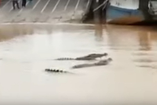 Doc dao ca sau tan tinh, an ai ngay truoc mat nguoi-Hinh-2