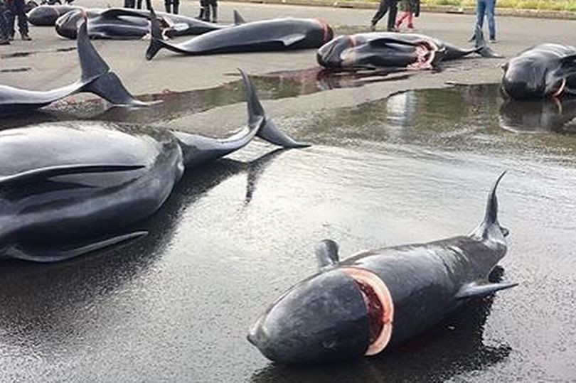 Am anh canh ca voi mang thai bi giet hai da man-Hinh-2