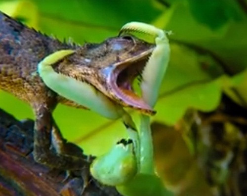 Nó dùng đôi càng to khỏe chặn miệng con thằn lằn, sau đó khiến con thằn lằn không khép được miệng và cắn thẳn vào mép thằn lằn.