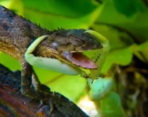 Xét về ngoại hình, con bọ ngựa nhỏ con hơn hẳn, thế nhưng khi con thằn lằn vừa mở miệng, định dùng chiếc lưỡi siêu dính để bắt mồi, con bọ ngựa nhanh như chớp, né được đòn và phản công lại.