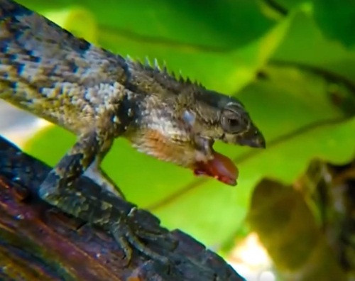 Hình ảnh con thằn lằn bị đau, mồm đầy máu.