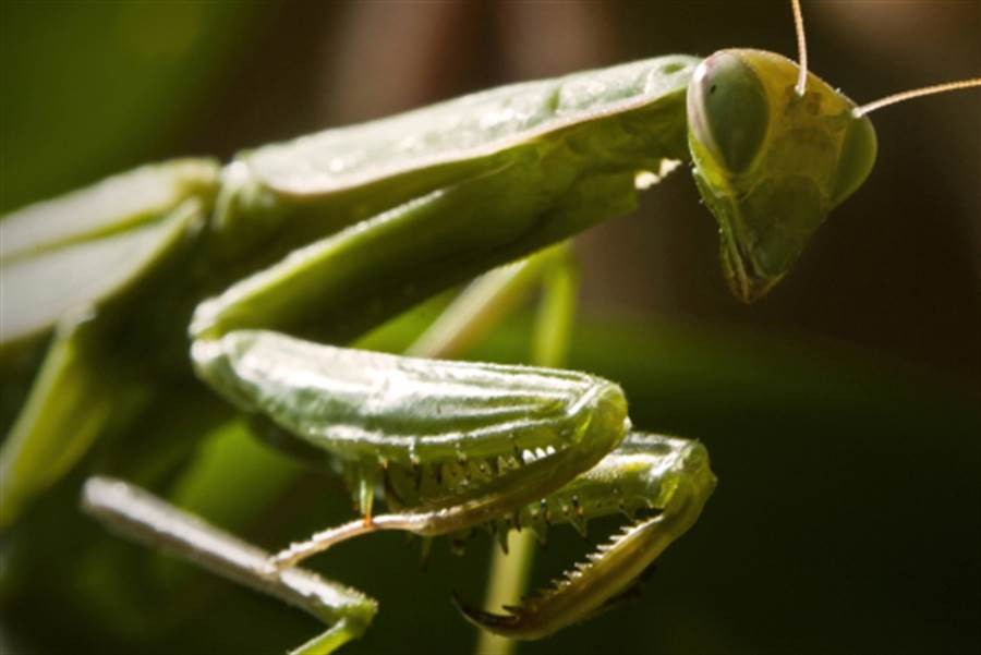 Theo tìm hiểu, bọ ngựa có tên khoa học là Mantodea. Chúng thường treo mình lơ lửng trên thân cây hay cành lá chờ con mồi đi ngang qua, rồi dùng hai chân trước có gai nhọn bắt và kẹp con mồi lại. Con mồi sẽ không chết ngay và bọ ngựa ăn dần con mồi khi mồi vẫn còn sống. Đây cũng là điều đặc biệt của bọ ngựa, bọ ngựa không bao giờ ăn những con mồi đã chết.