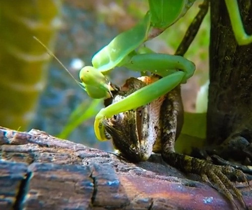 Chiến thắng thằn lằn, bọ ngựa bắt đầu cắn chặt lấy cổ đối thủ và ăn sống nuốt tươi.