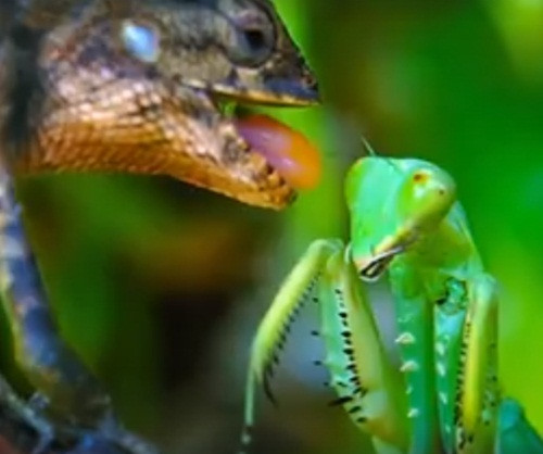 Theo thông tin đăng tải, cảnh tượng này được ghi lại bởi công ty du lịch sinh thái Brazil có tên là Carcará Ecoturismo e Aventuras. Có thể thấy được, con thằn lằn lúc đầu định săn giết một con bọ ngựa.