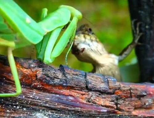 Tiếp đó, thằn lằn và bọ ngựa vẫn đối đầu nhau. Bọ ngựa nhân lúc thằn lằn bị đau, thừa cơ tát, chém liên tục về phía thằn lằn.