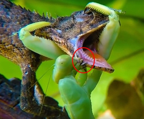 Quá đau đớn, con thằn lằn cố gắng đẩy bằng được bọ ngựa ra. Lúc này, miệng nó đã bị thương, đầy máu.