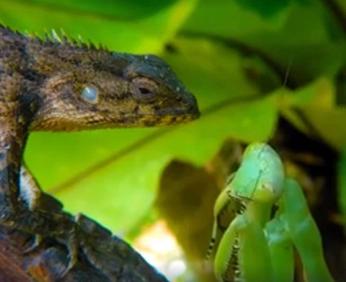 Mới đây, cảnh tượng cuộc chiến sinh tử của thằn lằn và bọ ngựa đã khiến người xem không khỏi nổi da gà trước ý chí sinh tồn và sự tàn khốc của thiên nhiên.