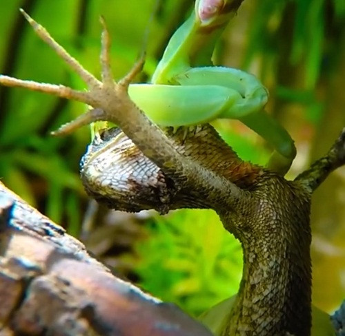 Khi thấy thằn lằn ngày càng trở nên yếu thế, kiệt sức, bọ ngựa tiến tới, kẹp chặt đầu thằn lằn, ấn xuống và khống chế hoàn toàn.