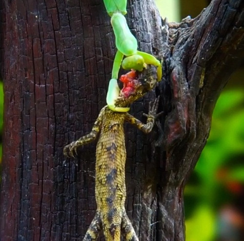 Cảnh tượng khiến nhiều người không khỏi rợn người run sợ.