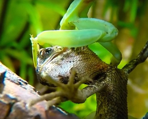 Bị kẹp cứng bởi đôi càng như hai lưỡi đao, thằn lằn không thể di chuyển. Sau vài lần vùng vẫy, nó đành phó mặc cho số phận.