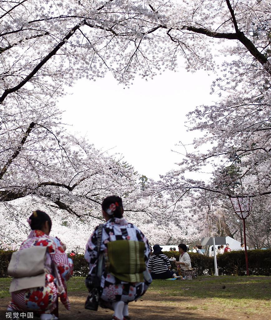 Tán hoa anh đào nở rộ, hợp thành một hình trái tim đầy thơ mộng trên nền trời.