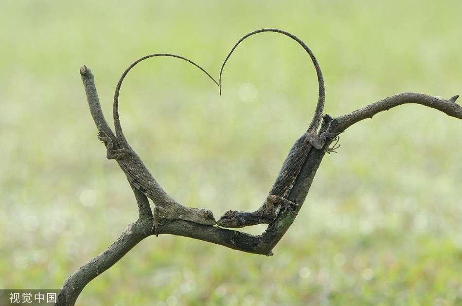 Trong ảnh là khoảnh khắc hai con thằn lằn thể hiện tình yêu của mình. Trùng hợp thay, loài động vật này cong đuôi, tạo thành hình trái tim tuyệt đẹp