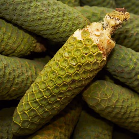 Ky quac loai qua vua giong dua, na lai co vi xoai, dua-Hinh-3