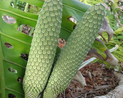 Ky quac loai qua vua giong dua, na lai co vi xoai, dua-Hinh-2